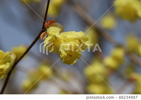 Yellow flowers of Corylopsis pauciflora blooming in the garden of early spring in Japan Yellow flowers of Corylopsis pauciflora blooming in the garden of early spring in Japan 88234987
