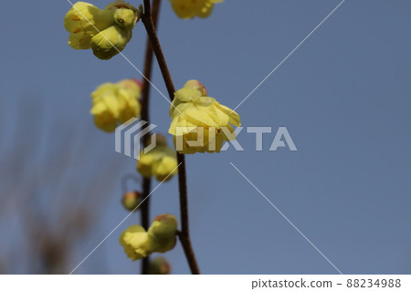 日本早春花園中盛開的少花紫花黃花 日本早春花園中盛開的少花紫花黃花 88234988
