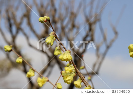 Yellow flowers of Corylopsis pauciflora blooming in the garden of early spring in Japan Yellow flowers of Corylopsis pauciflora blooming in the garden of early spring in Japan 88234990