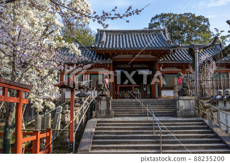 奈良冰室神社的櫻花 88235200