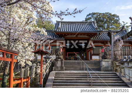 奈良冰室神社的櫻花 88235201