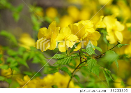 山吹 山吹 88235895