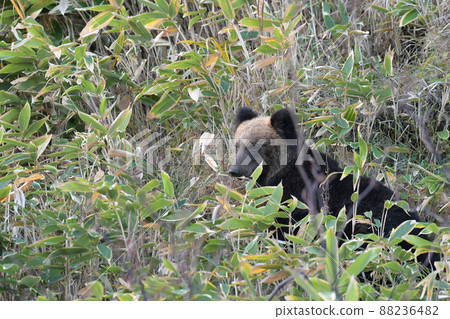 A brown bear that appeared on the slope ♀ 88236482
