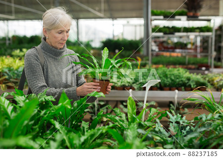 Interested aged woman choosing potted asplenium in store Interested aged woman choosing potted asplenium in store 88237185