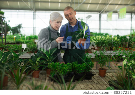 Senior woman and younger man plant shop workers talking 88237231