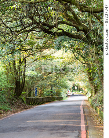 Datun Nature Park in Taipei (Yangmingshan), Ichijo beautiful green forest road. 88237347