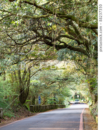 台北（陽明山）大屯自然公園，一條美麗的綠色林道。 88237350