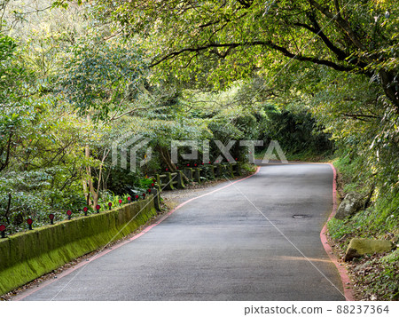 Datun Nature Park in Taipei (Yangmingshan), Ichijo beautiful green forest road. 88237364