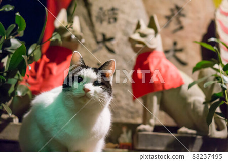 A cat standing in a shrine at night A cat standing in a shrine at night 88237495