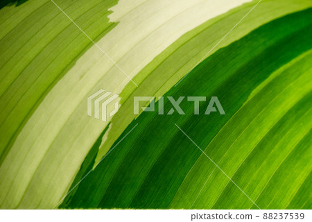 Tropical green leaf as background. 88237539