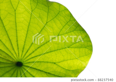 Lotus leaf texture. 88237540