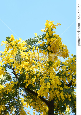 Mimosa Mimosa 88238062