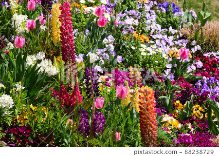 春暖花開的橫濱里山庭園 88238729