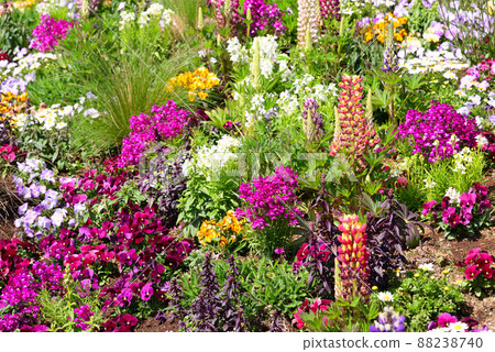 Yokohama Satoyama Garden full of spring flowers Yokohama Satoyama Garden full of spring flowers 88238740