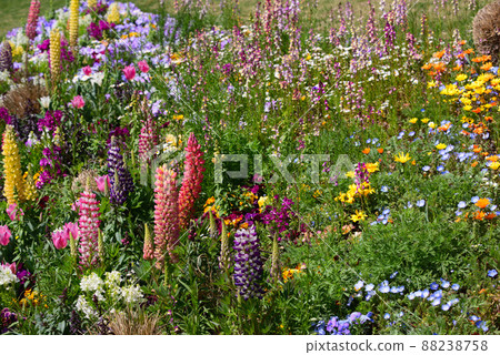 Yokohama Satoyama Garden full of spring flowers 88238758
