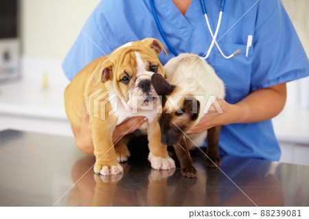 Squirming little patients. Cropped shot of young female vet holding a bulldog puppy and a siamese kitten. 88239081
