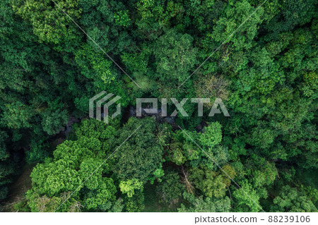 road and green trees from above in the summer forest road and green trees from above in the summer forest 88239106