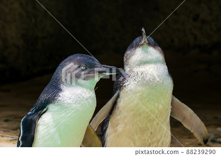 Penguins in the wildlife park in Perth Penguins in the wildlife park in Perth 88239290
