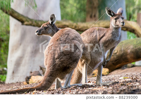 Kangaroo with natural background in Perth Kangaroo with natural background in Perth 88239300