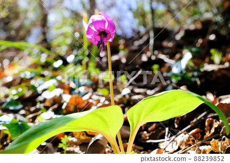 A pretty spring ephemeral that heralds spring A pretty spring ephemeral that heralds spring 88239852