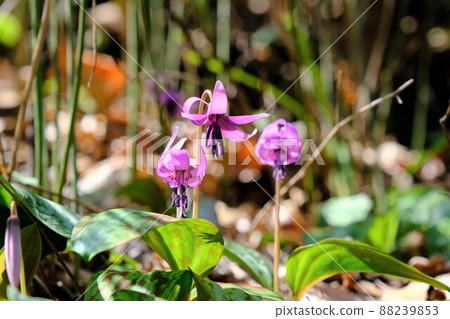 A pretty spring ephemeral that heralds spring A pretty spring ephemeral that heralds spring 88239853