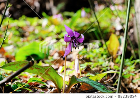 A pretty spring ephemeral that heralds spring A pretty spring ephemeral that heralds spring 88239854