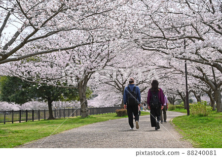 神奈川縣藤澤市大場 曳吉川水上樂園櫻花 神奈川縣藤澤市大場 曳吉川水上樂園櫻花 88240081