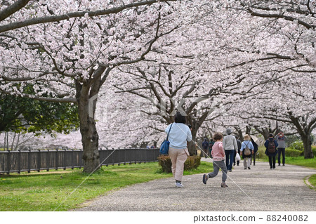 神奈川縣藤澤市大場 曳吉川水上樂園櫻花 神奈川縣藤澤市大場 曳吉川水上樂園櫻花 88240082