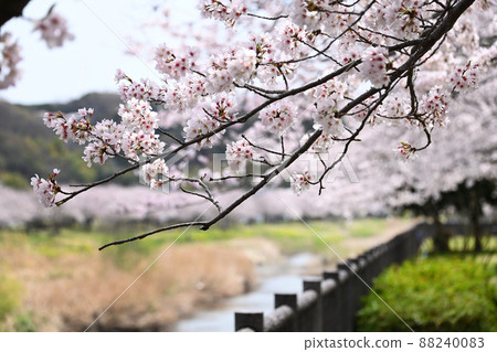 神奈川縣藤澤市大場 曳吉川水上樂園櫻花 88240083