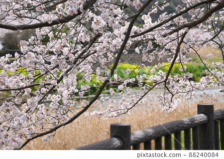 神奈川縣藤澤市大場 曳吉川水上樂園櫻花 神奈川縣藤澤市大場 曳吉川水上樂園櫻花 88240084