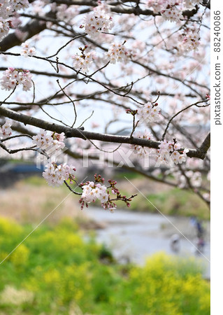 Oba, Fujisawa City, Kanagawa Prefecture Hikichigawa Water Park Sakura Oba, Fujisawa City, Kanagawa Prefecture Hikichigawa Water Park Sakura 88240086