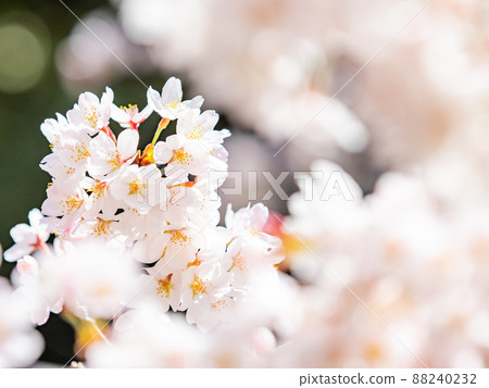 春季生產，美麗盛開的櫻花，吉野櫻花樹，特寫 88240232