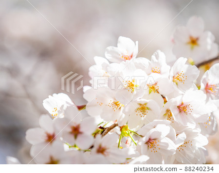 春季生產，美麗盛開的櫻花，吉野櫻花樹，特寫 88240234