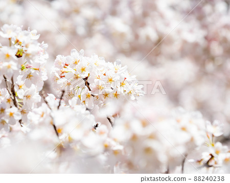 春季生產，美麗盛開的櫻花，吉野櫻花樹，特寫 88240238