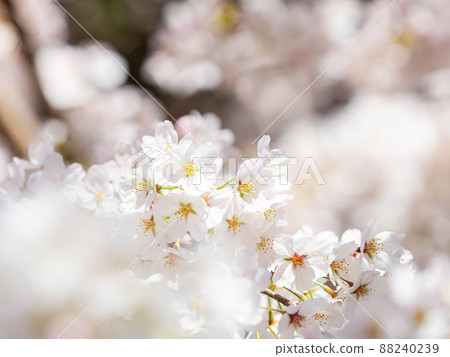 春季生產,美麗盛開的櫻花,吉野櫻花樹,特寫 春季生產,美麗盛開的櫻花,吉野櫻花樹,特寫 88240239