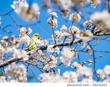 春季生產：美麗盛開的櫻花和玫瑰環鸚鵡染井吉野 88240301
