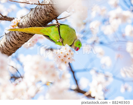 Spring production: Beautifully blooming cherry blossoms and rose-ringed parakeet Somei Yoshino 88240303