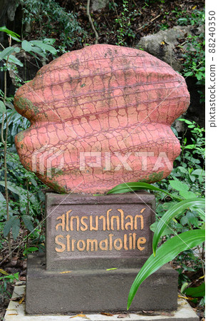 Stromatolite statue with Thai and English names at Urai Thong Cave, La-ngu district,Satun Province, Thailand Stromatolite statue with Thai and English names at Urai Thong Cave, La-ngu district,Satun Province, Thailand 88240350