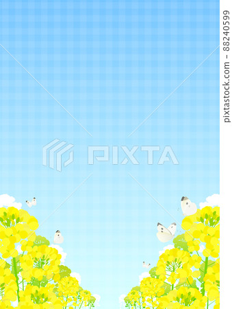Background material Rape blossom butterfly Cabbage white butterfly Blue sky (gingham check) 88240599