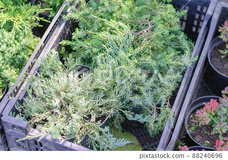 Evergreen seedlings in black plastic boxes. Farmers and gardeners fair. View from above at an angle. Evergreen seedlings in black plastic boxes. Farmers and gardeners fair. View from above at an angle. 88240696