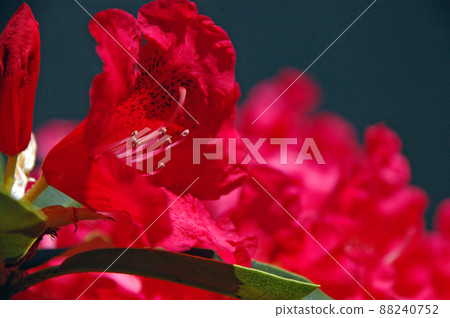 春天開花的大紅色西部杜鵑花。花瓣和核心的特寫。 88240752