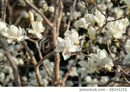 Haku Mokren 88241258