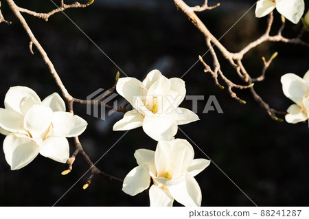 Haku Mokren Haku Mokren 88241287