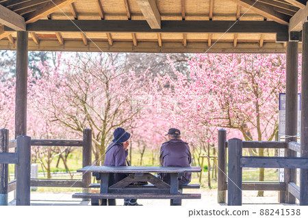 古河桃花節吾妻屋老年夫婦 古河桃花節吾妻屋老年夫婦 88241538