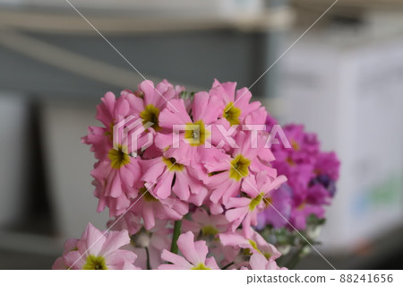 Pink flowers of Primula Marakoides blooming in the spring garden of Japan 88241656