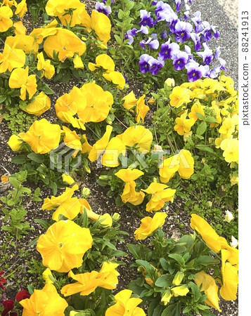 大阪府 大阪市茨城縣 人行道上的花壇上開始綻放可愛的三色堇。 大阪府 大阪市茨城縣 人行道上的花壇上開始綻放可愛的三色堇。 88241913