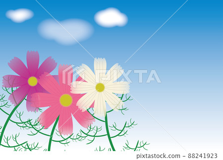 Background material: Blue sky, clouds and cute cosmos flowers 88241923