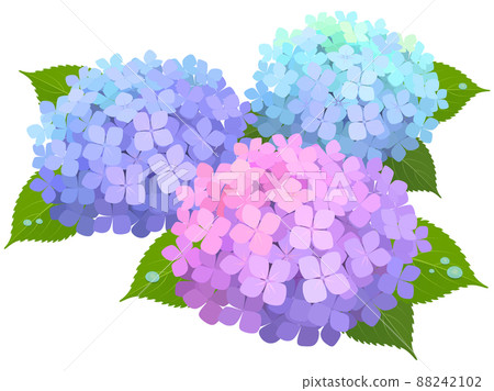 3 kinds of hydrangea 3 kinds of hydrangea 88242102