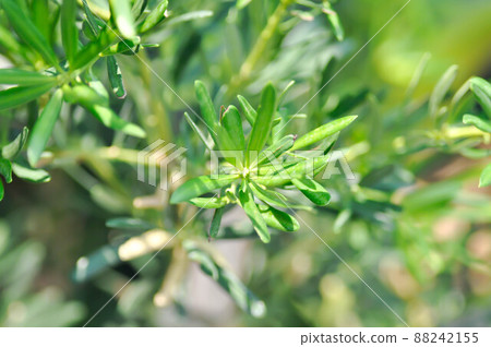 Podocarpus polystachyus, Sea Teak or Jati Laut or PODOCARPACEAE Podocarpus polystachyus, Sea Teak or Jati Laut or PODOCARPACEAE 88242155