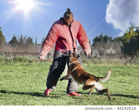 training of belgian shepherd 88242619